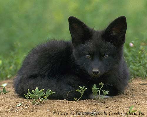 Blackfox