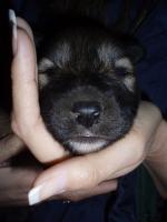 post-11301-0-46547000-1297953030_thumb.j