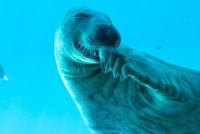 post-13631-0-21985500-1368389449_thumb.j
