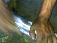 post-13729-0-04773800-1368459793_thumb.j