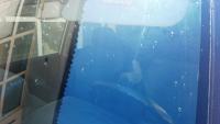 post-10712-0-24201400-1399280234_thumb.j