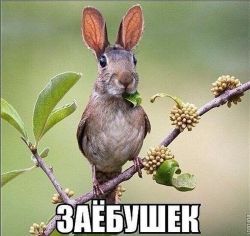 image.jpeg