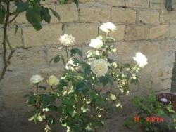DSC00001.JPG