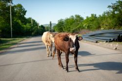 _DSC9703.thumb.jpg.d1e050f4f7548c621f9acd6a1135b710.jpg