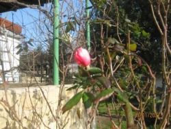 IMG_4385.jpg