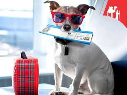 906159210_Newrulesfortransportinganimalsonairplanes.thumb.jpg.30e6977c29b97d920e794e5c30360e4e.jpg