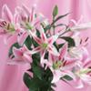lily81