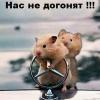 Ариф Садыгов